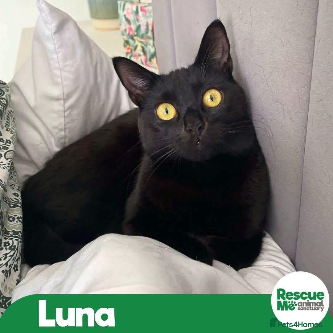 Mixed Breed cats LUNA MOONCAT | LUN-A-TIC | LULU - Advert 1