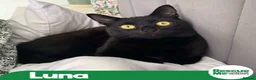 Mixed Breed cats for adoption: LUNA MOONCAT | LUN-A-TIC | LULU - Advert 1
