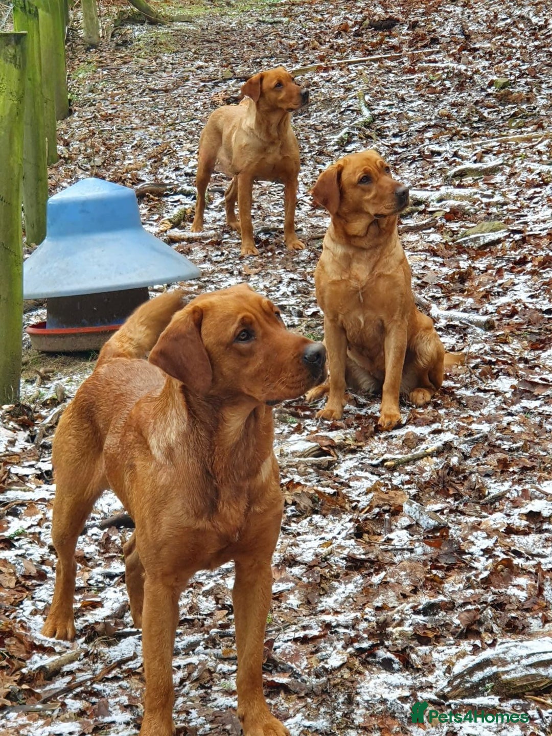 Labrador Retriever dogs for stud: For Stud KC fully health tested Red Labrador - Advert 5