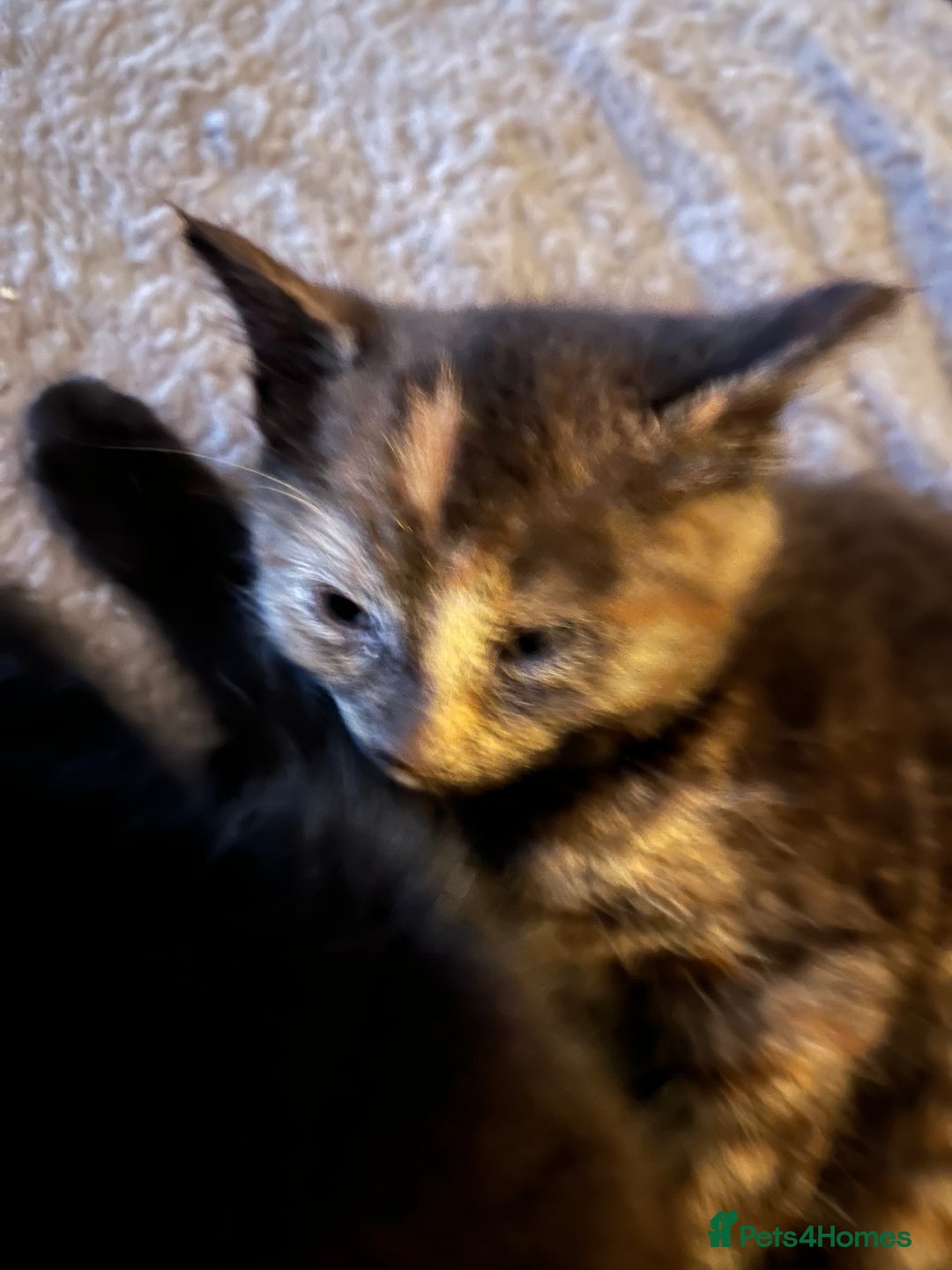 Brazilian Shorthair cats for sale: 4 fluffy kittens  - Advert 3