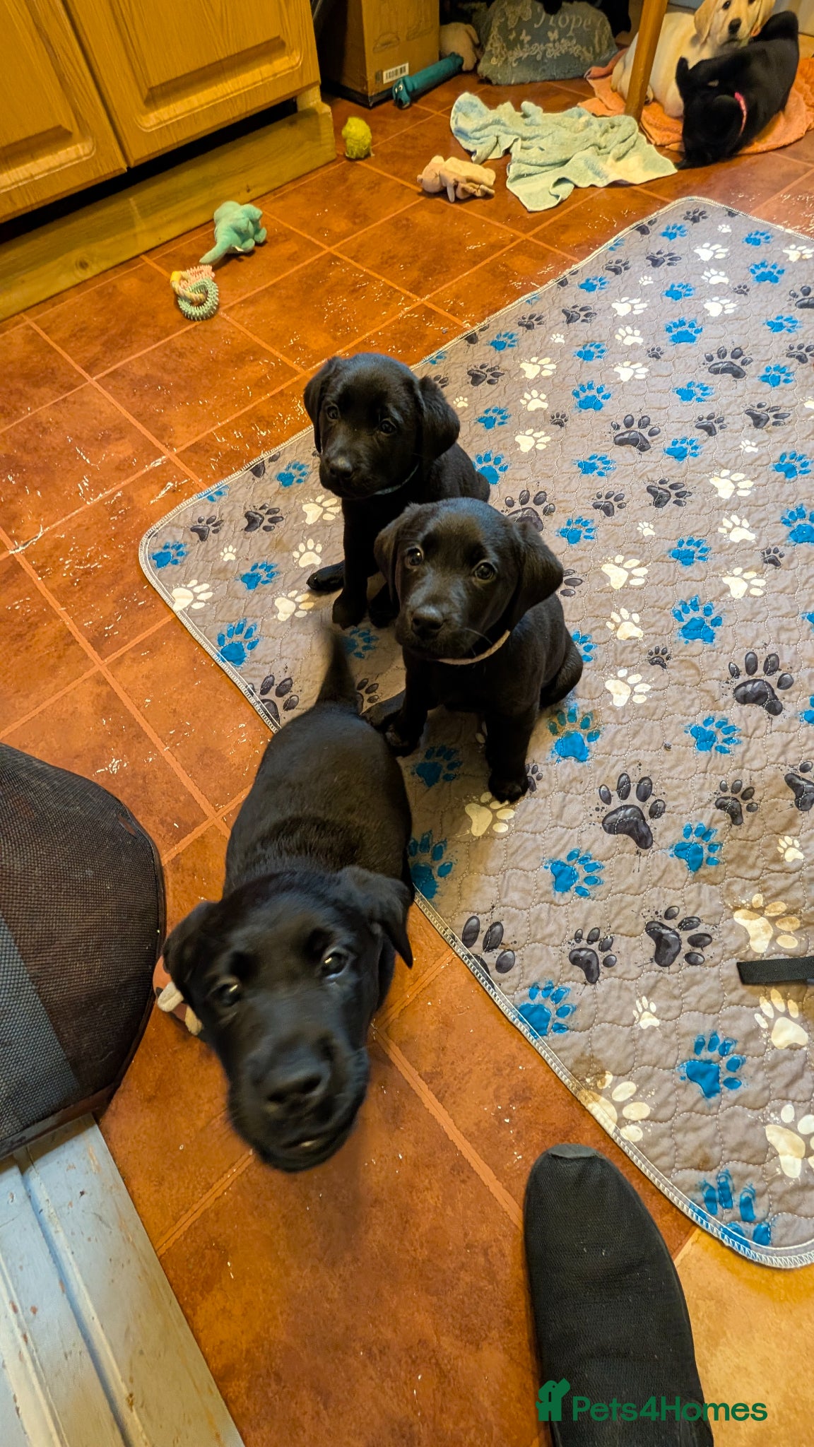 Labrador Retriever dogs for sale: Gorgeous Labrador puppies  in Bourne - Advert 6