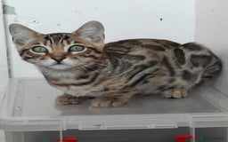 Bengal cats for sale: STUNNING GLITTER PELTED TICA REG BENGAL KITTENS - Image 29