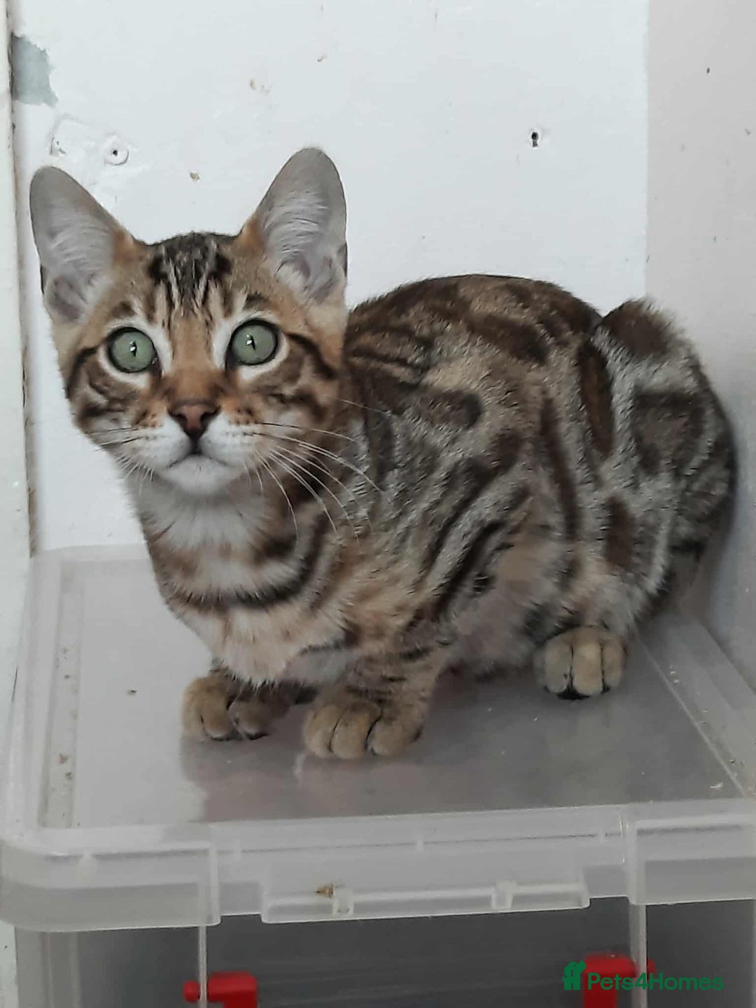Bengal cats for sale: STUNNING GLITTER PELTED TICA REG BENGAL KITTENS - Image 29