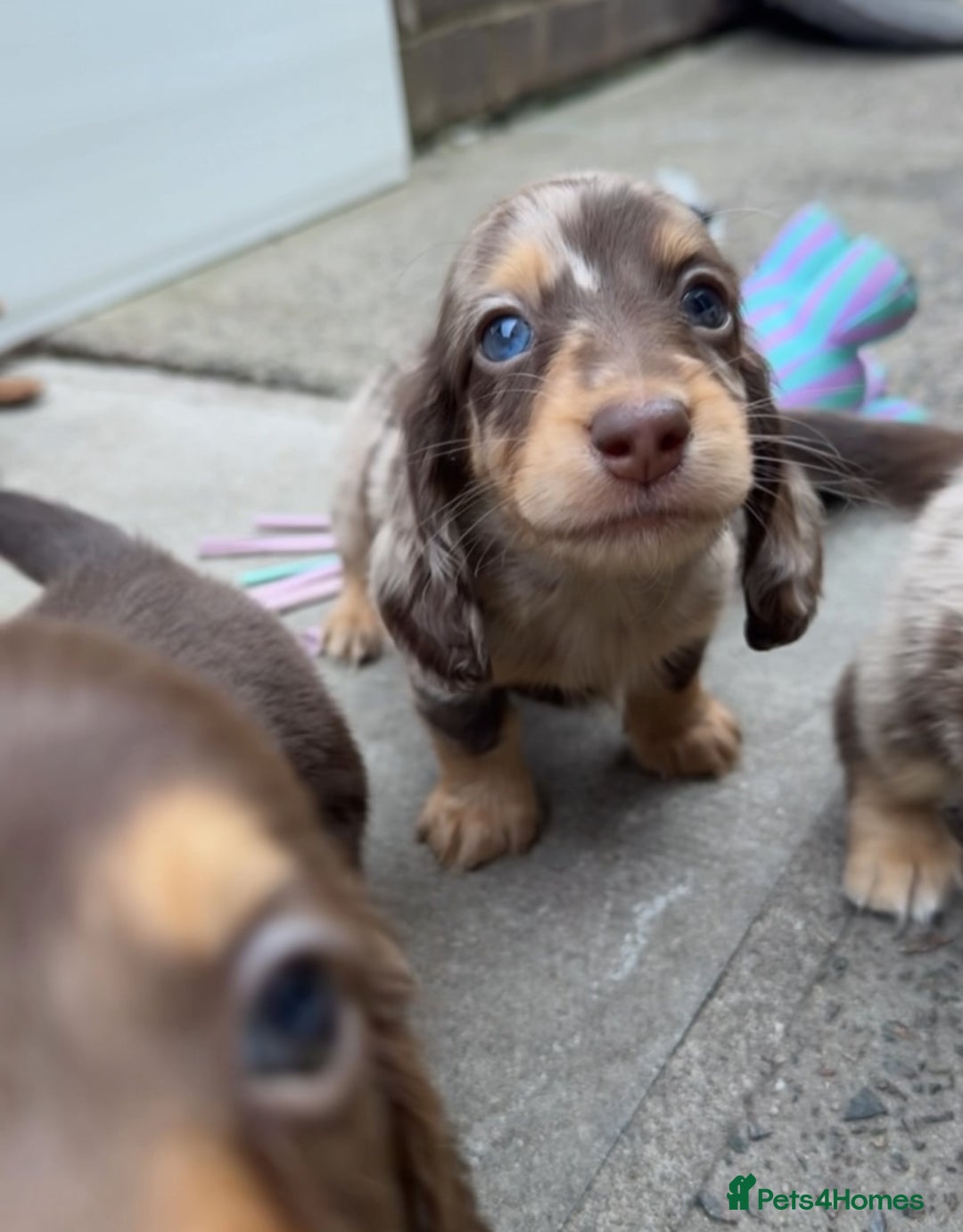 Miniature Dachshund dogs for sale: Miniature Long Haired Dachshund **Last Boy** in Saint Helens - Image 30