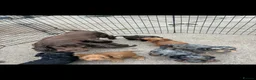 Cockapoo dogs for sale: Adorable Cockapoo Puppies  in Worksop - Advert 2