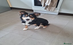 Border Collie dogs for sale: 18 mth old girl - Image 3