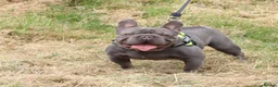 French Bulldog dogs for stud: Lilac testable fluffy frenchie French bulldog stud - Advert 15