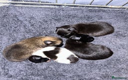 Pomapoo dogs for sale: Beautiful Pom puppies 🐶  - Image 1