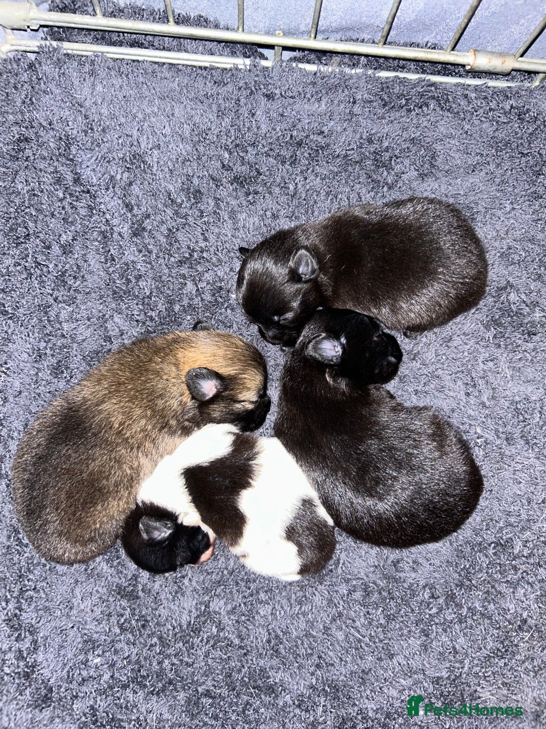 Pomapoo dogs for sale: Beautiful Pom puppies 🐶  - Image 1