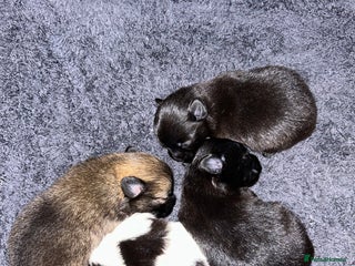 Pomapoo dogs for sale - Advert 1