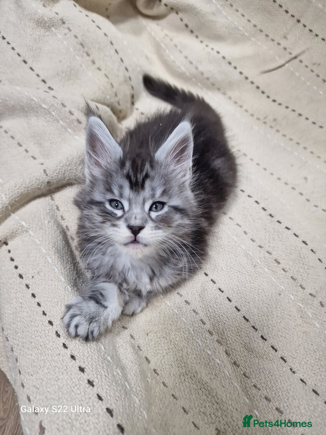 Maine Coon cats for sale: Pure Makne coon - Advert 23