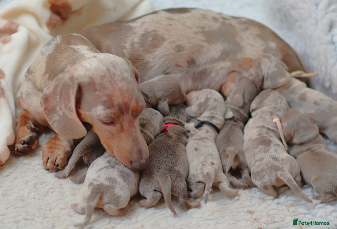 Miniature Dachshund dogs for sale: 🌟5StarsLicense+Holistic+KC+VetCheck+PRAClear - Image 24