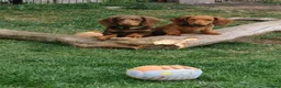 Miniature Dachshund dogs for sale: Puppies of the miniature long-haired dachshund.  - Advert 7