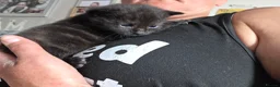 Mixed Breed cats for sale: Kittens for Sale in Bridlington - Advert 27