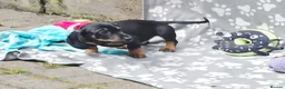 Dachshund dogs for sale: Mega cute half long haired dachshund puppies  - Advert 19