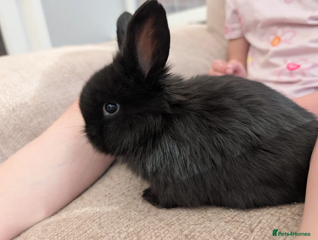 Mini Lion Lop rabbits for sale: mini lion lop babies for sale ✨ - Advert 1