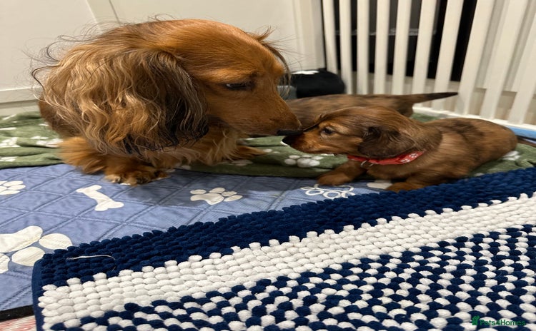 Dachshund dogs - Advert 1