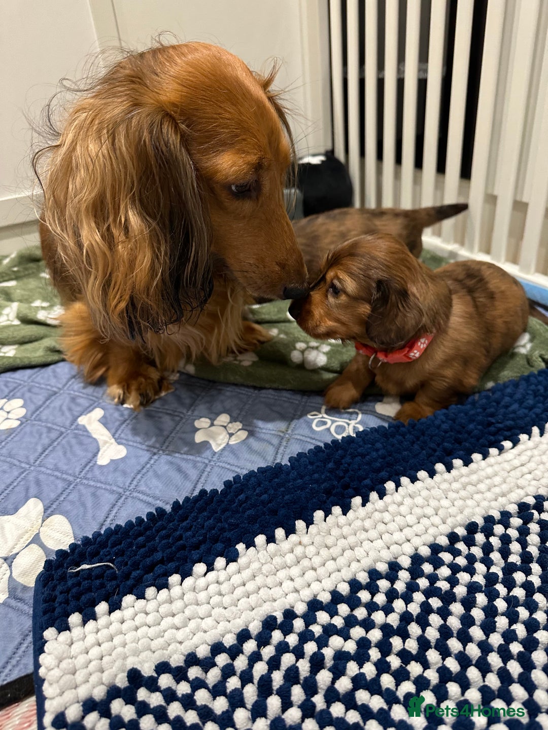 Dachshund dogs for sale: KC Registered Quality Mini Dachshunds long hair  - Image 7
