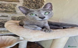 Russian Blue cats for sale: TICA pedigree russian blue adult sisters - Image 6
