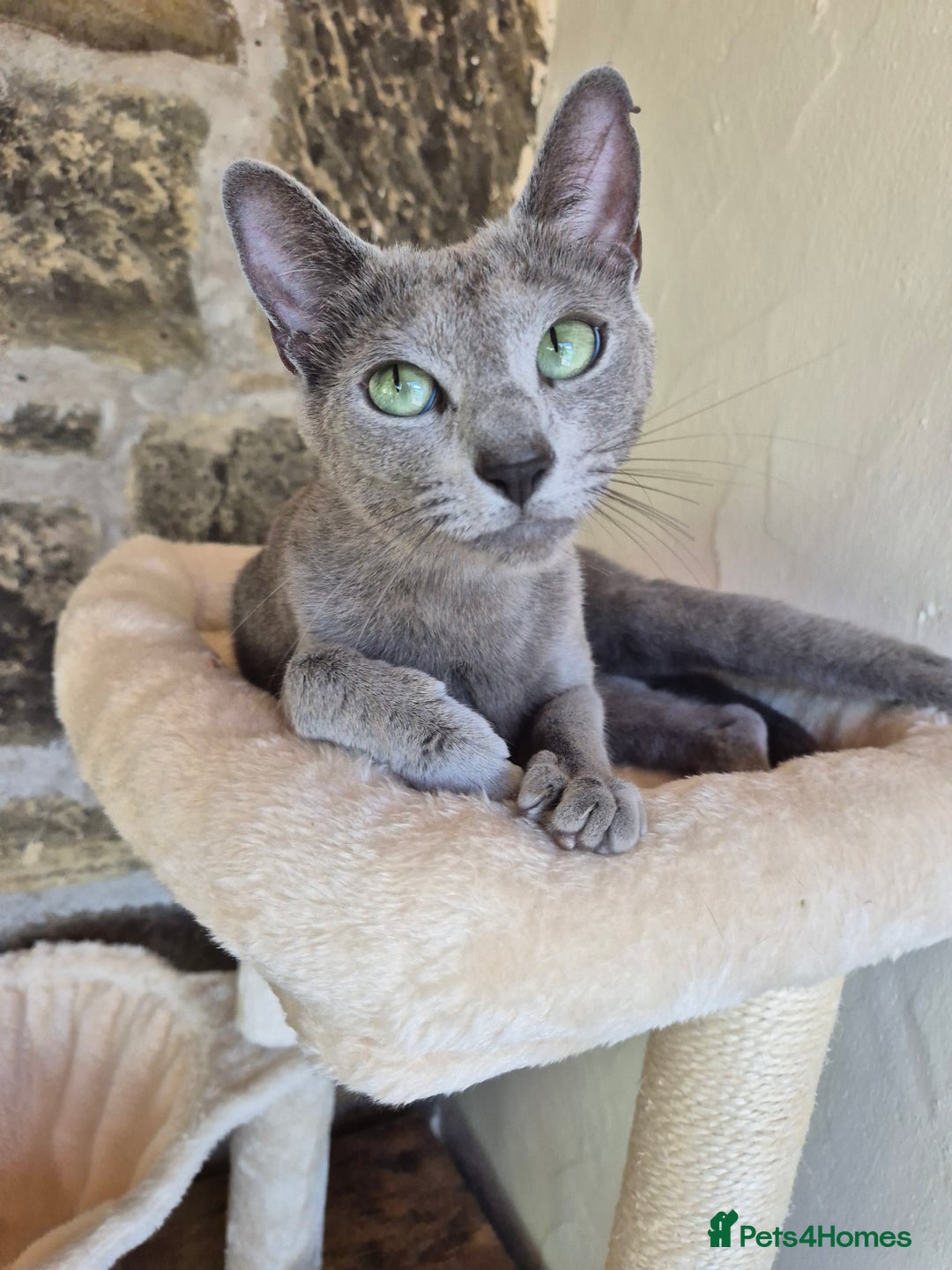 Russian Blue cats for sale: TICA pedigree russian blue adult sisters - Image 6