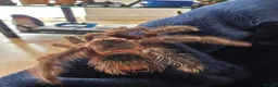 Tarantulas invertebrates for sale: Tarantulas for sale  - Advert 3