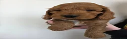 Cockapoo dogs for sale: Stunning f1 fox red cockapoos  - Advert 19