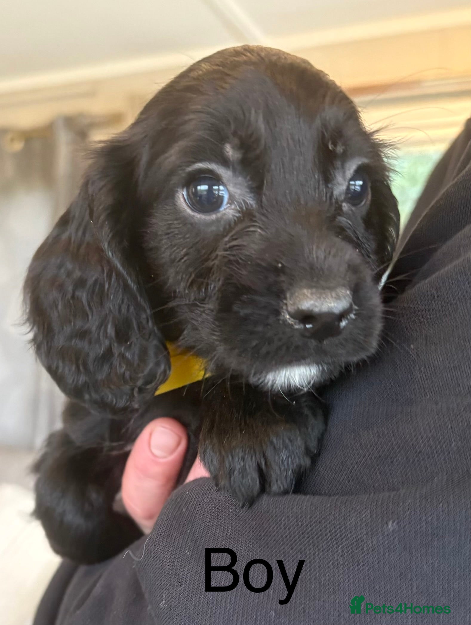 Sprocker dogs Beautiful Sprocker Puppies  - Advert 3