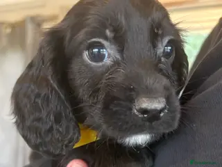 Sprocker dogs Beautiful Sprocker Puppies - Advert 3