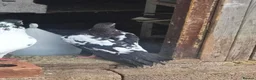 Pigeons birds for sale: Afghani pigeons for sale  - Advert 12