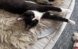 British Shorthair cats for sale: 8 month old Kitten Looking to be rehomed - Image 4