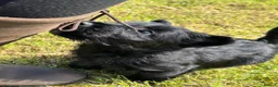 Scottish Terrier dogs for sale: Scottish terrier pups KC registered  - Advert 1