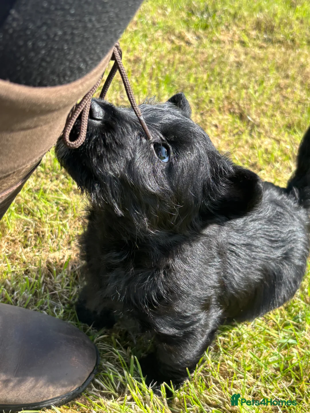 Scottish Terrier dogs for sale: Scottish terrier pups KC registered  - Advert 1