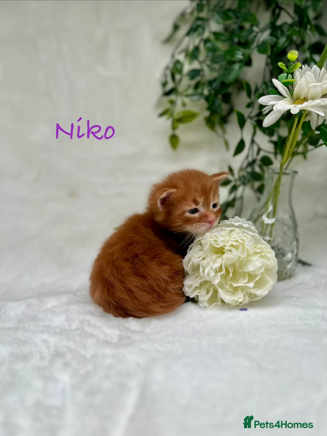 Maine Coon cats for sale: Beautiful Tica Maine Coon kittens - Advert 13