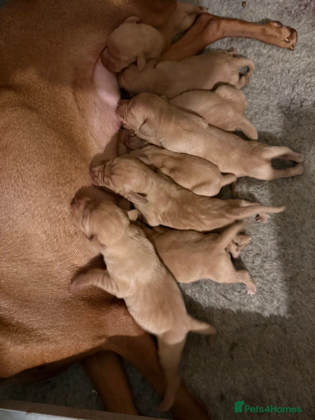 Hungarian Vizsla dogs for sale: KC Reg Hungarian Vizsla Pups Health Tested Parents - Advert 2