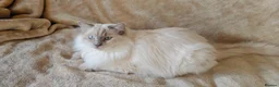 Ragdoll cats for sale: Beautiful GCCF Ragdoll girl - Advert 3