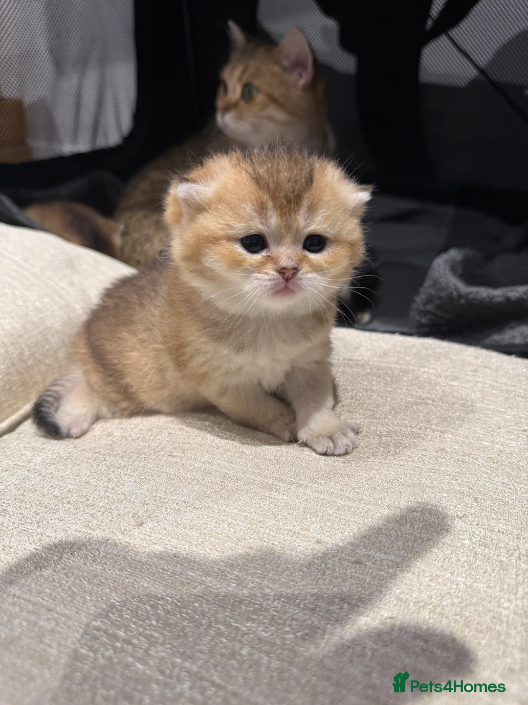British Shorthair cats for sale: 2 BSH amazing boy from champion line  - Advert 13