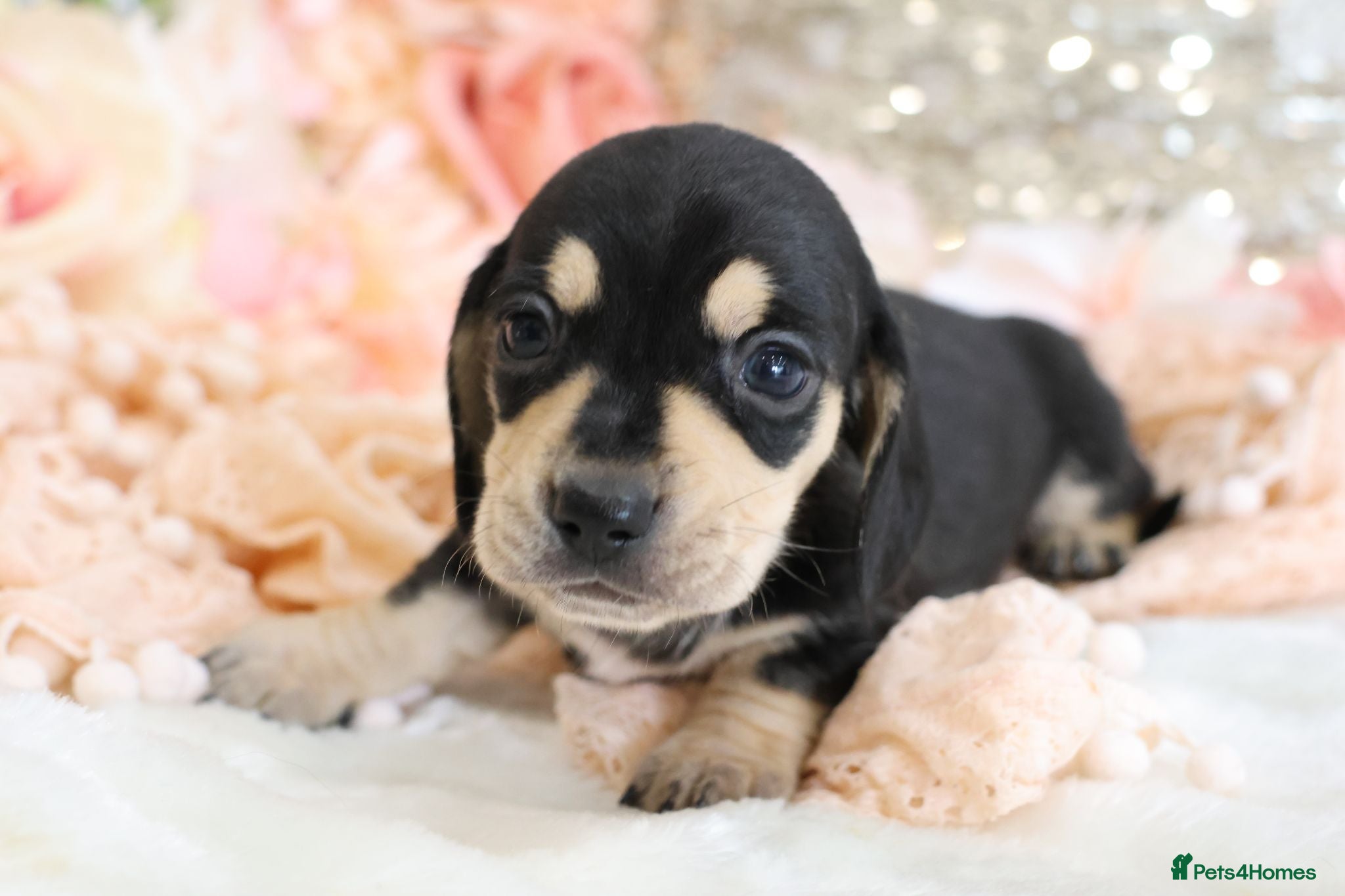 Miniature Dachshund dogs KC Miniature Dachshund Puppies - Advert 11
