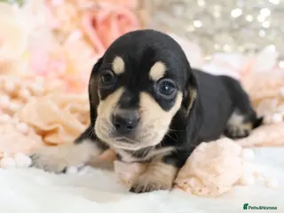 Miniature Dachshund dogs KC Miniature Dachshund Puppies - Advert 11