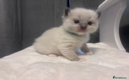 Ragdoll cats for sale: Gorgeous pedigree Ragdoll kittens  - Image 2