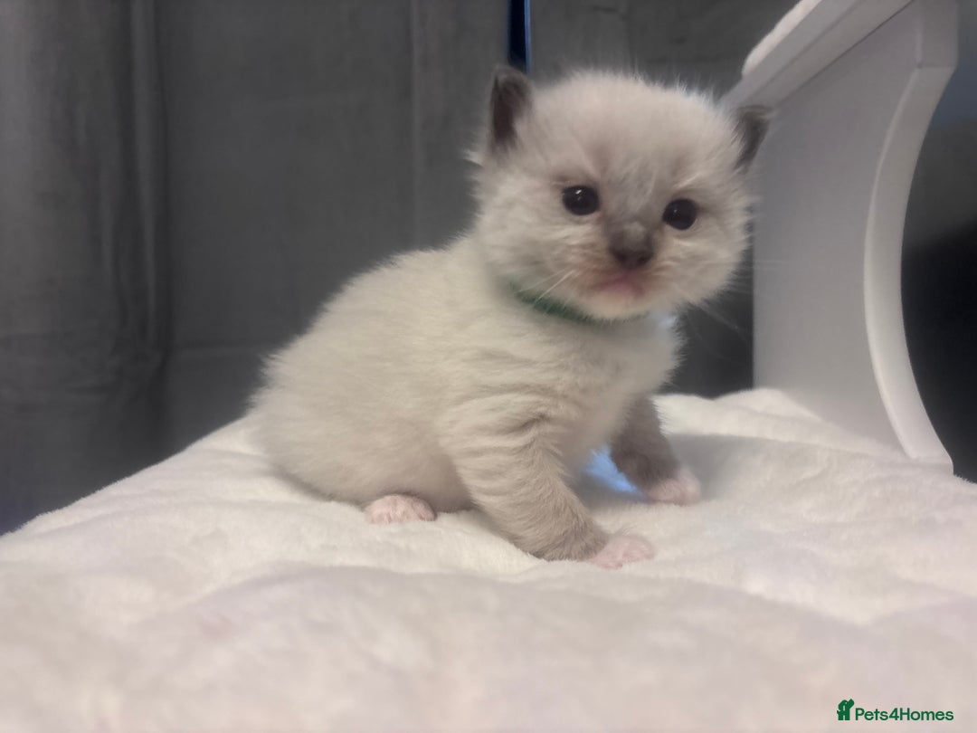 Ragdoll cats for sale: Gorgeous pedigree Ragdoll kittens  - Image 2