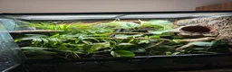 Gecko reptiles for sale: Crested gecko and bioactive enclosure  in Gateshead - Advert 2