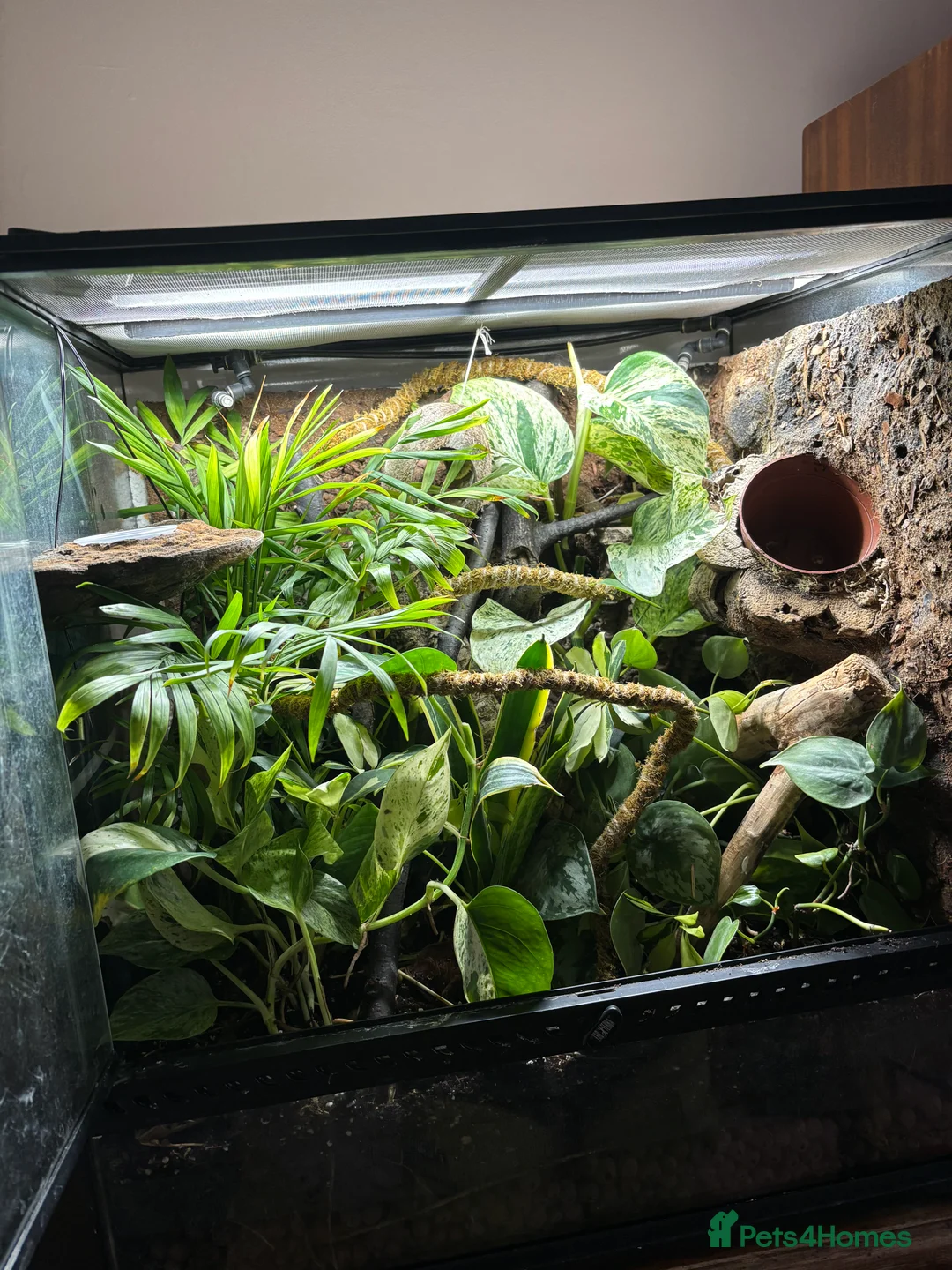 Gecko reptiles for sale: Crested gecko and bioactive enclosure  in Gateshead - Advert 2