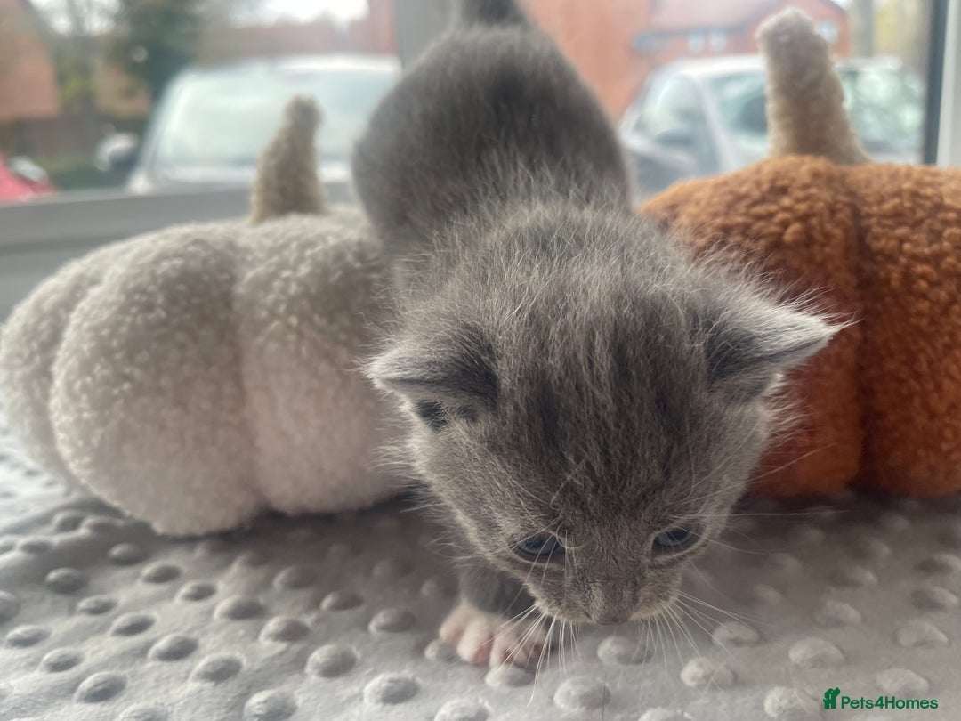 Mixed Breed cats for sale: 4 grey kittens - Advert 5