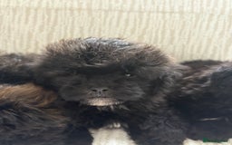 Mixed Breed dogs for sale: Shih-Poo or Shoodle - Image 24