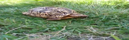 Tortoise reptiles for sale: Adult Breeding FEMALE INDIAN STAR TORTOISE  - Advert 10