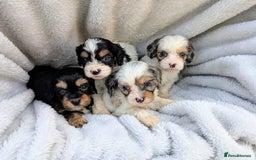Cavapoo dogs for sale: Stunning CAVAPOO pups, DNA health tested parents - Image 1