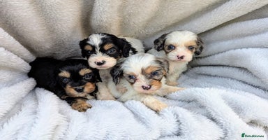 Cavapoo dogs - Advert 15