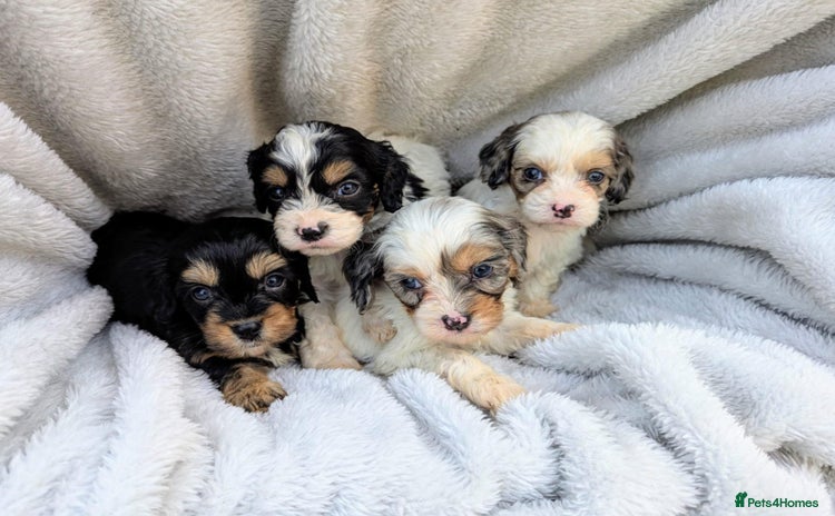 Cavapoo dogs - Advert 2