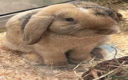 Mini Lop rabbits for sale: Lop rabbit for sale  - Image 1