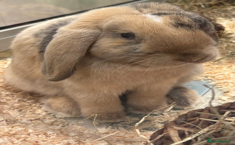 Mini Lop rabbits - Advert 1